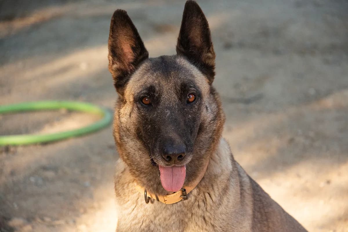 Manuela, female Belgian Malinois for adoption at Melampo, Melampo photo 8
