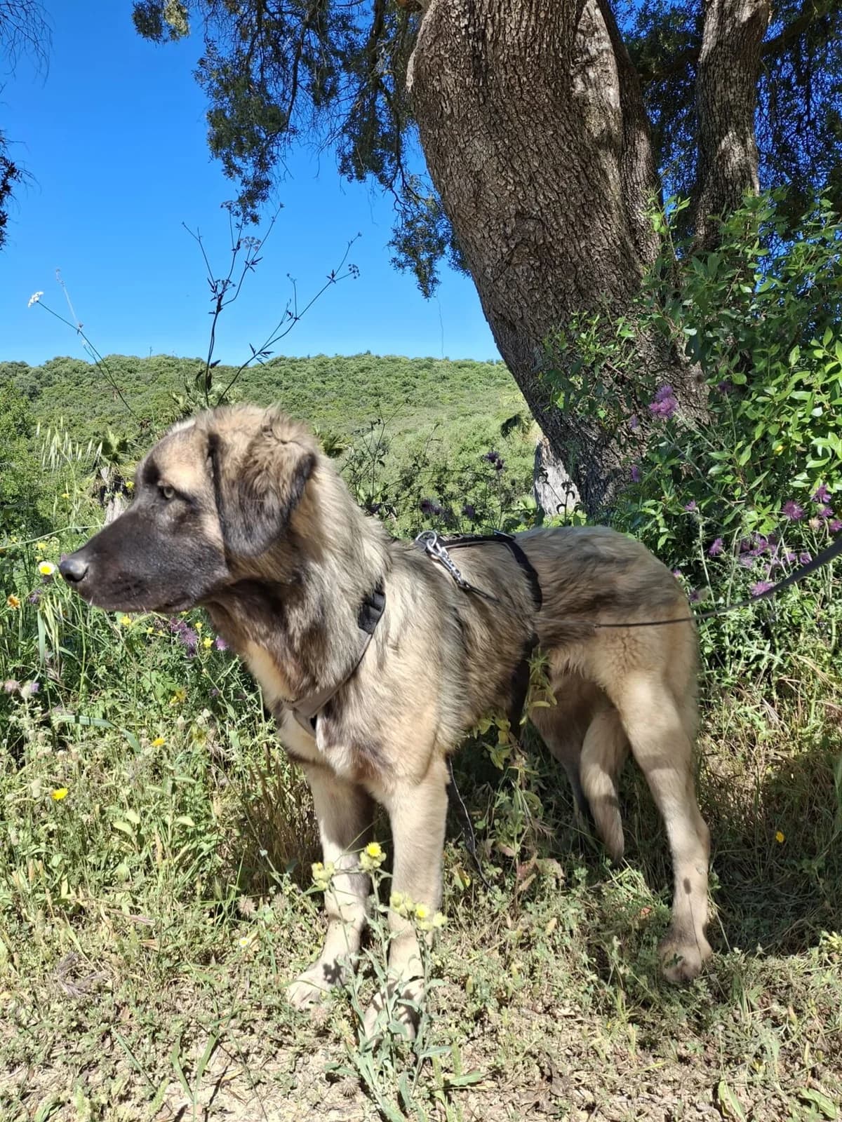 Milos, male Mixed Breed for adoption at Melampo, Melampo photo 2