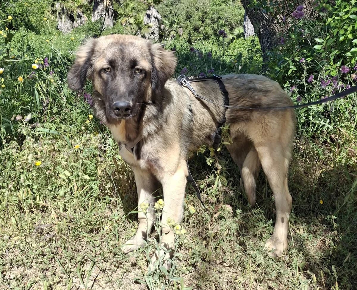 Milos, male Mixed Breed for adoption at Melampo, Melampo photo 3