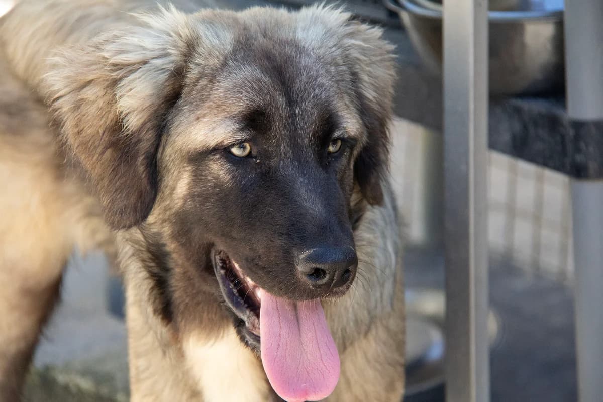 Milos, male Mixed Breed for adoption at Melampo, Melampo photo 4