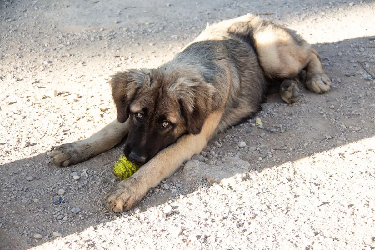 Milos, male Mixed Breed for adoption at Melampo, Melampo photo 5