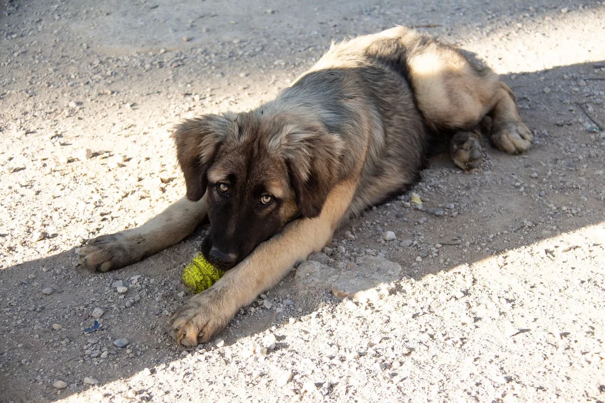 Milos, male Mixed Breed for adoption at Melampo, Melampo photo 6