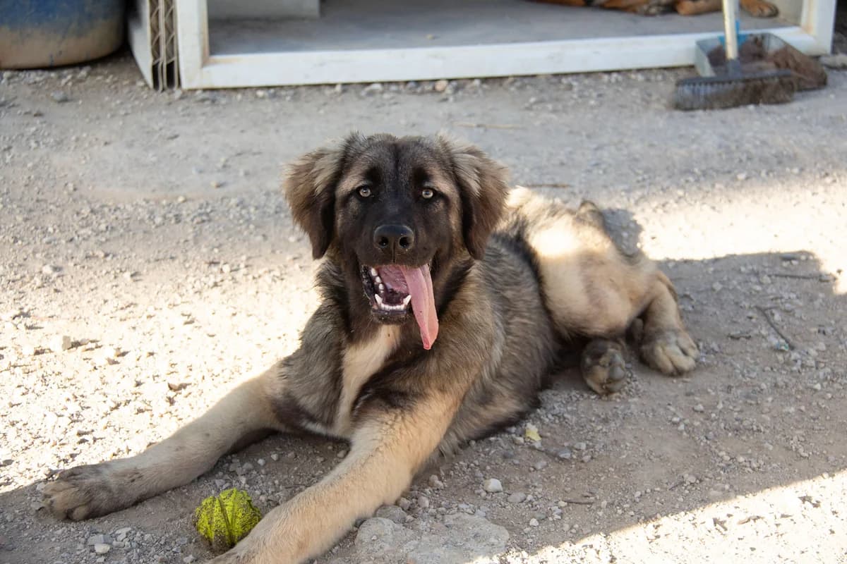 Milos, male Mixed Breed for adoption at Melampo, Melampo photo 7