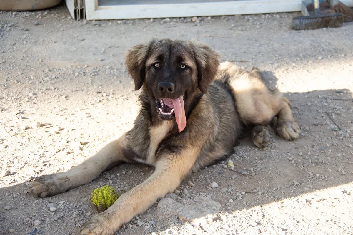 Milos, male Mixed Breed for adoption at Melampo, Melampo photo 8