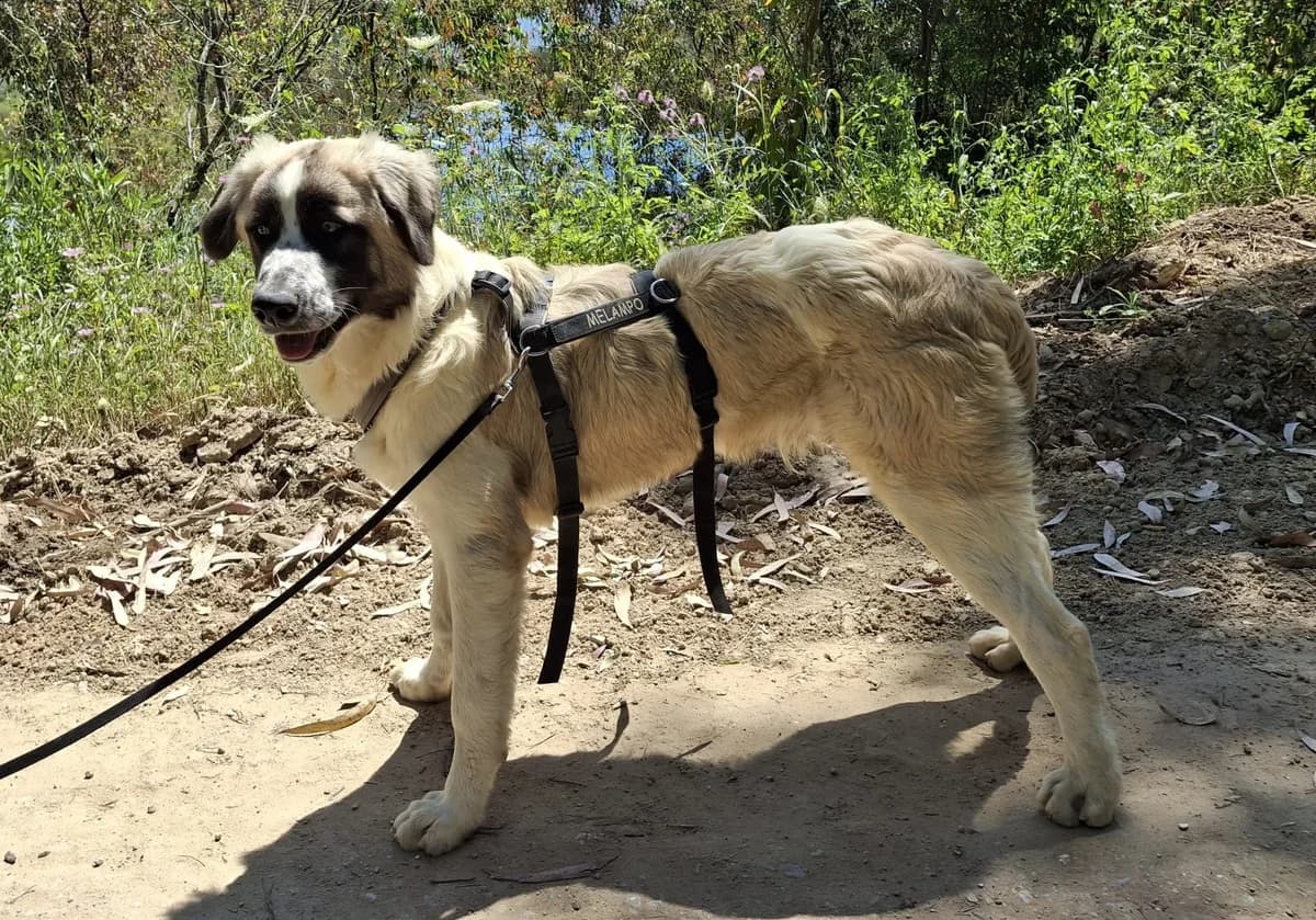 Naxos, male Mixed Breed for adoption at Melampo, Melampo photo 2