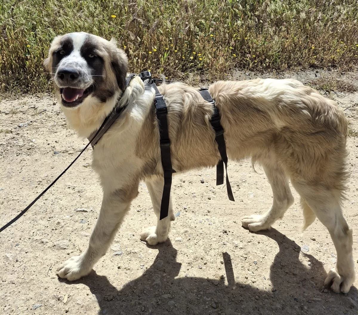 Naxos, male Mixed Breed for adoption at Melampo, Melampo photo 3