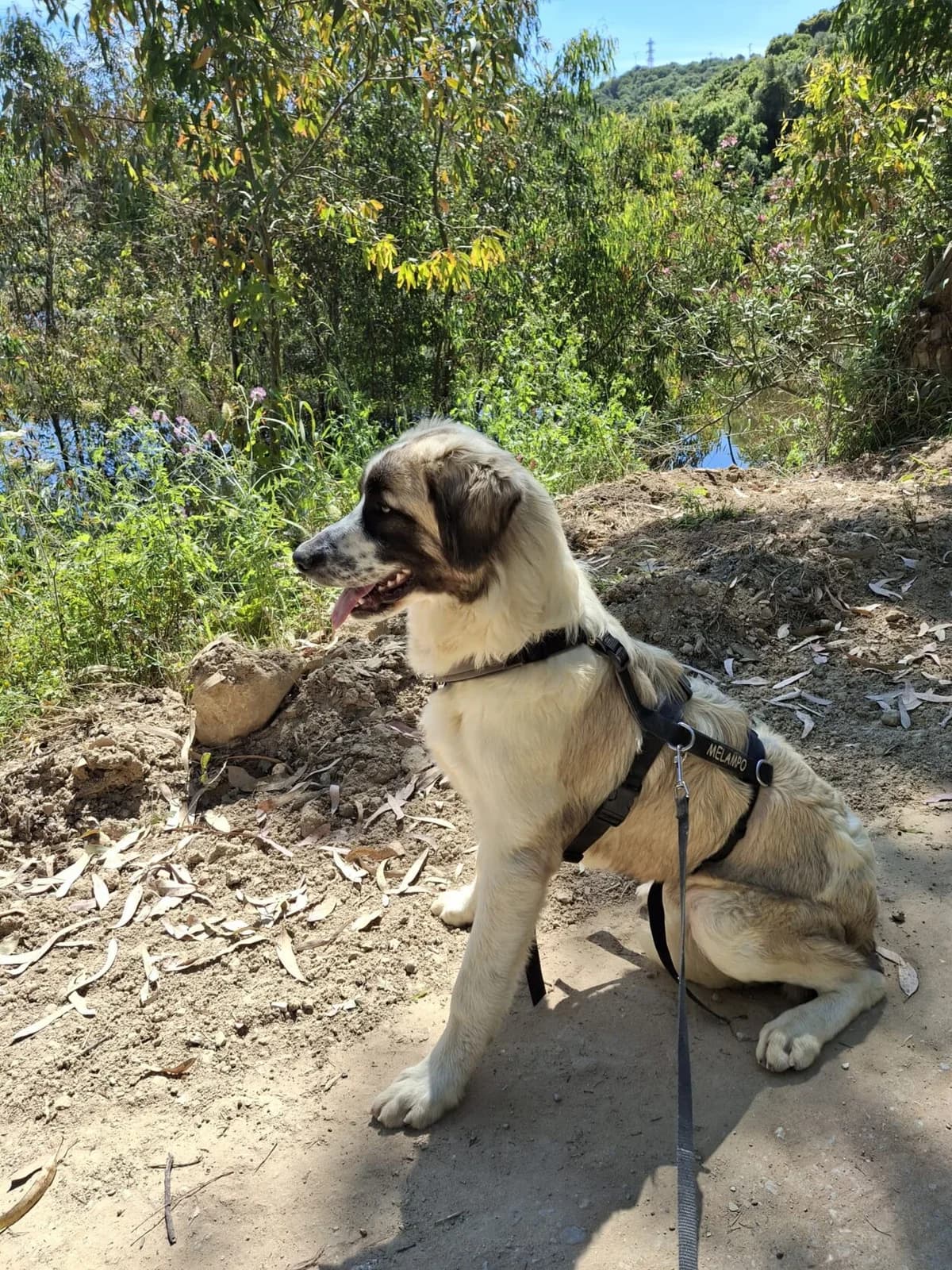 Naxos, male Mixed Breed for adoption at Melampo, Melampo photo 4