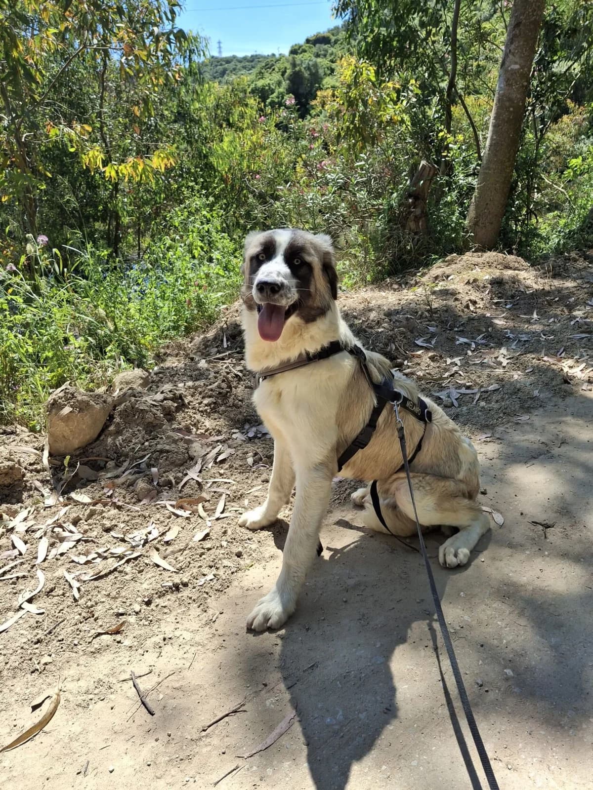 Naxos, male Mixed Breed for adoption at Melampo, Melampo photo 5