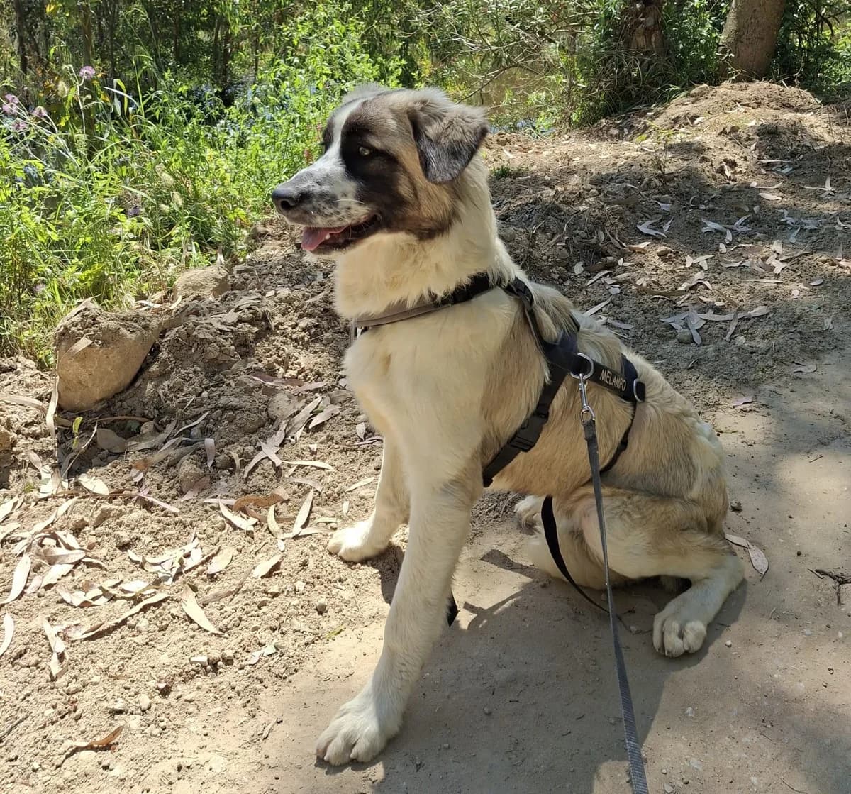 Naxos, male Mixed Breed for adoption at Melampo, Melampo photo 6