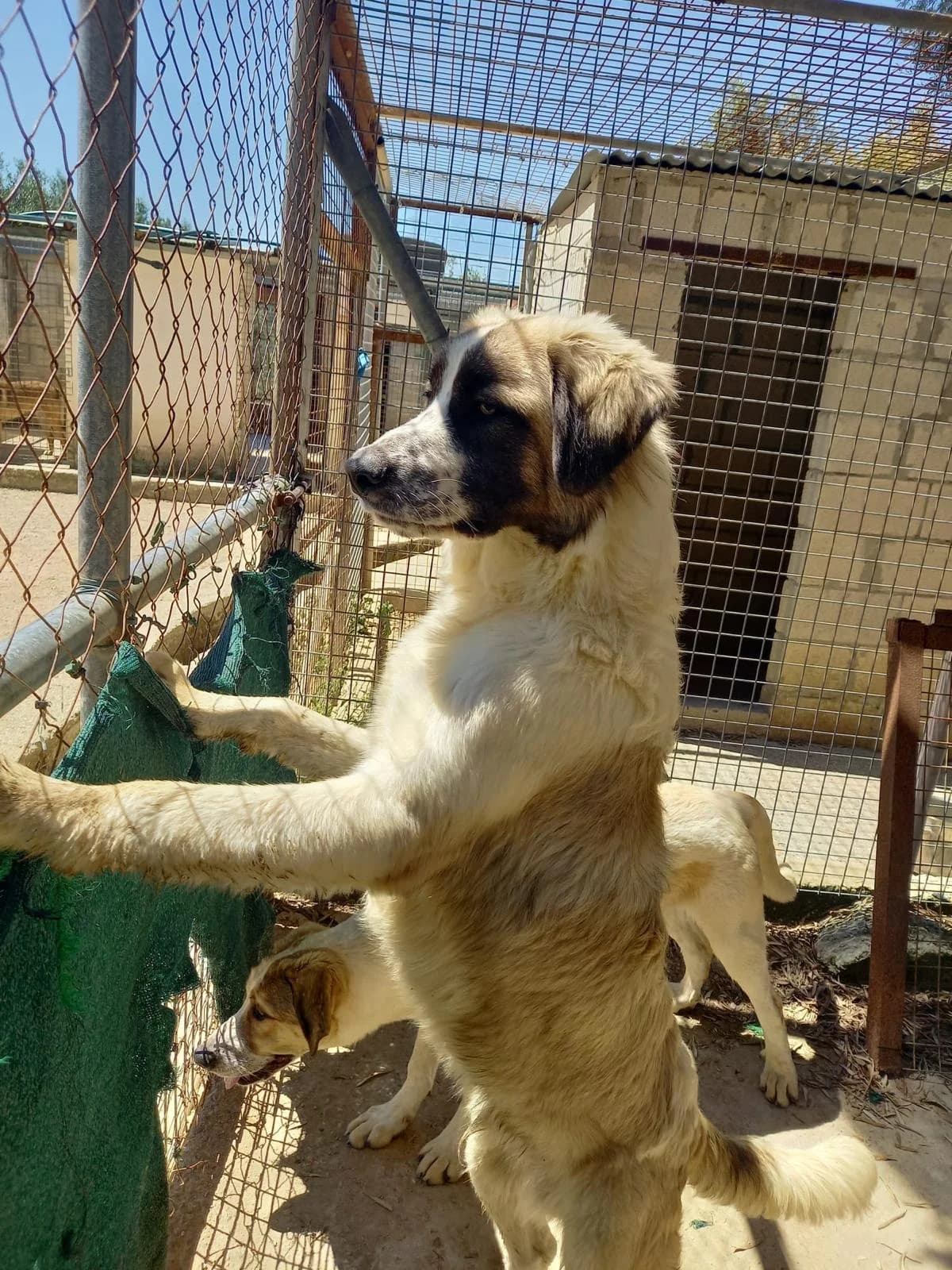 Naxos, male Mixed Breed for adoption at Melampo, Melampo photo 7