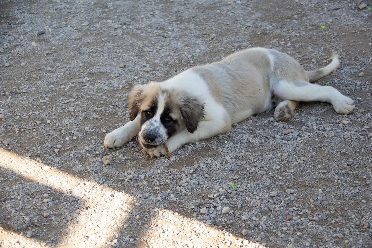 Naxos, male Mixed Breed for adoption at Melampo, Melampo photo 8