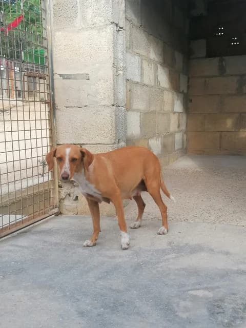 Noa, female 7yo Podenco for adoption at Melampo, Melampo
