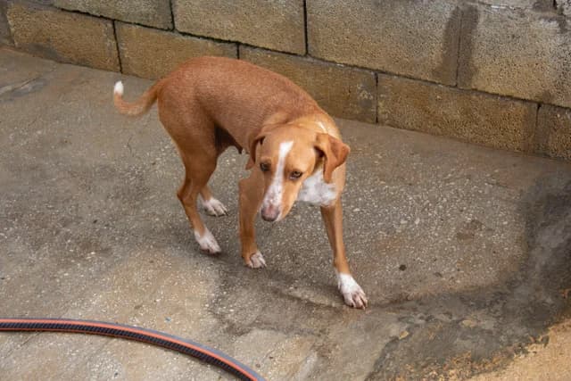 Noa, female Podenco for adoption at Melampo, Melampo photo 3