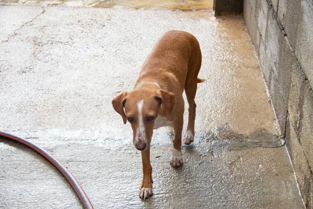 Noa, female Podenco for adoption at Melampo, Melampo photo 4