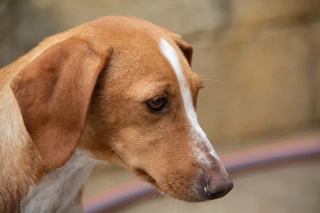 Noa, female Podenco for adoption at Melampo, Melampo photo 6