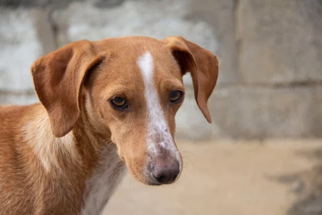Noa, female Podenco for adoption at Melampo, Melampo photo 7