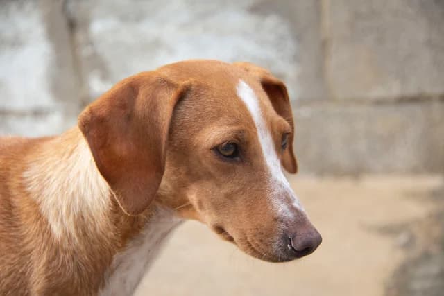 Noa, female Podenco for adoption at Melampo, Melampo photo 8