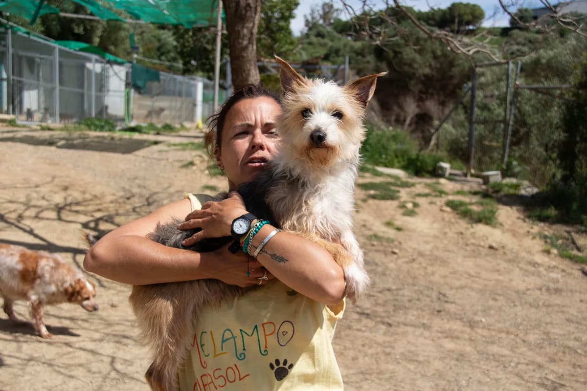 Noah, male Mixed Breed for adoption at Melampo, Melampo — photo 2 of 16