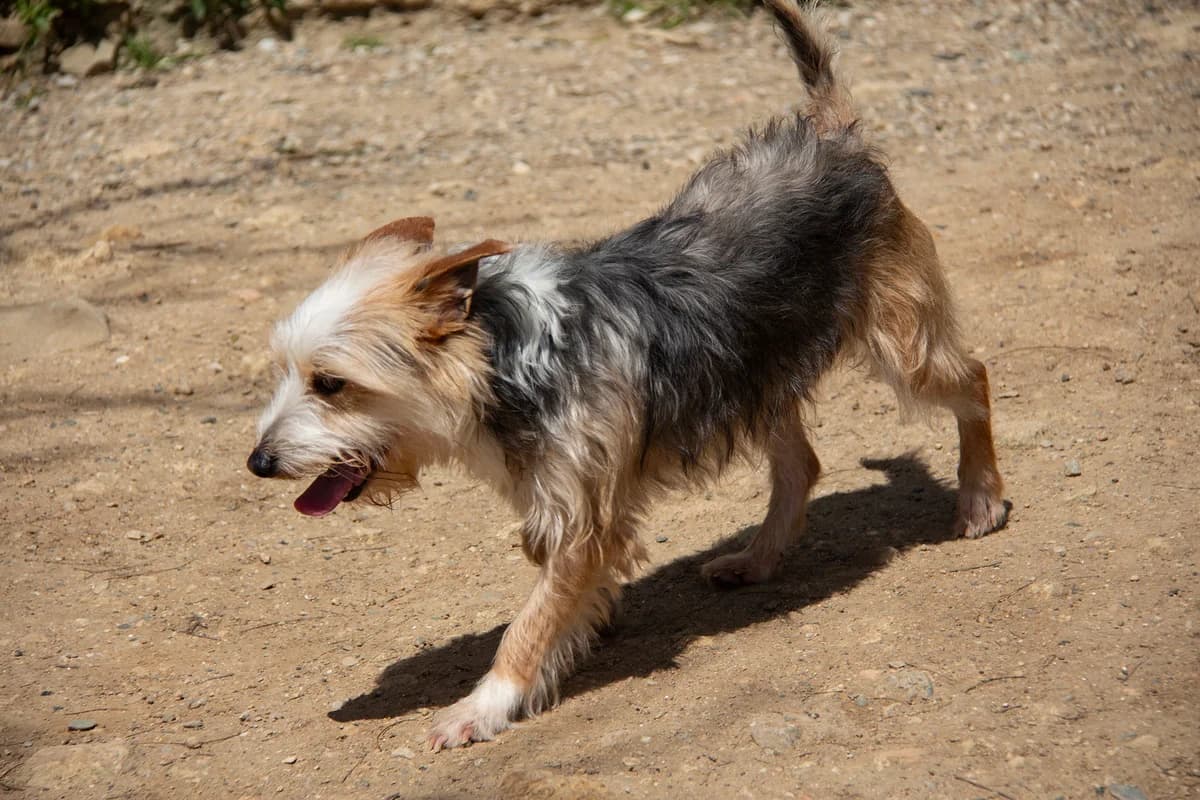 Noah, male Mixed Breed for adoption at Melampo, Melampo — photo 3 of 16