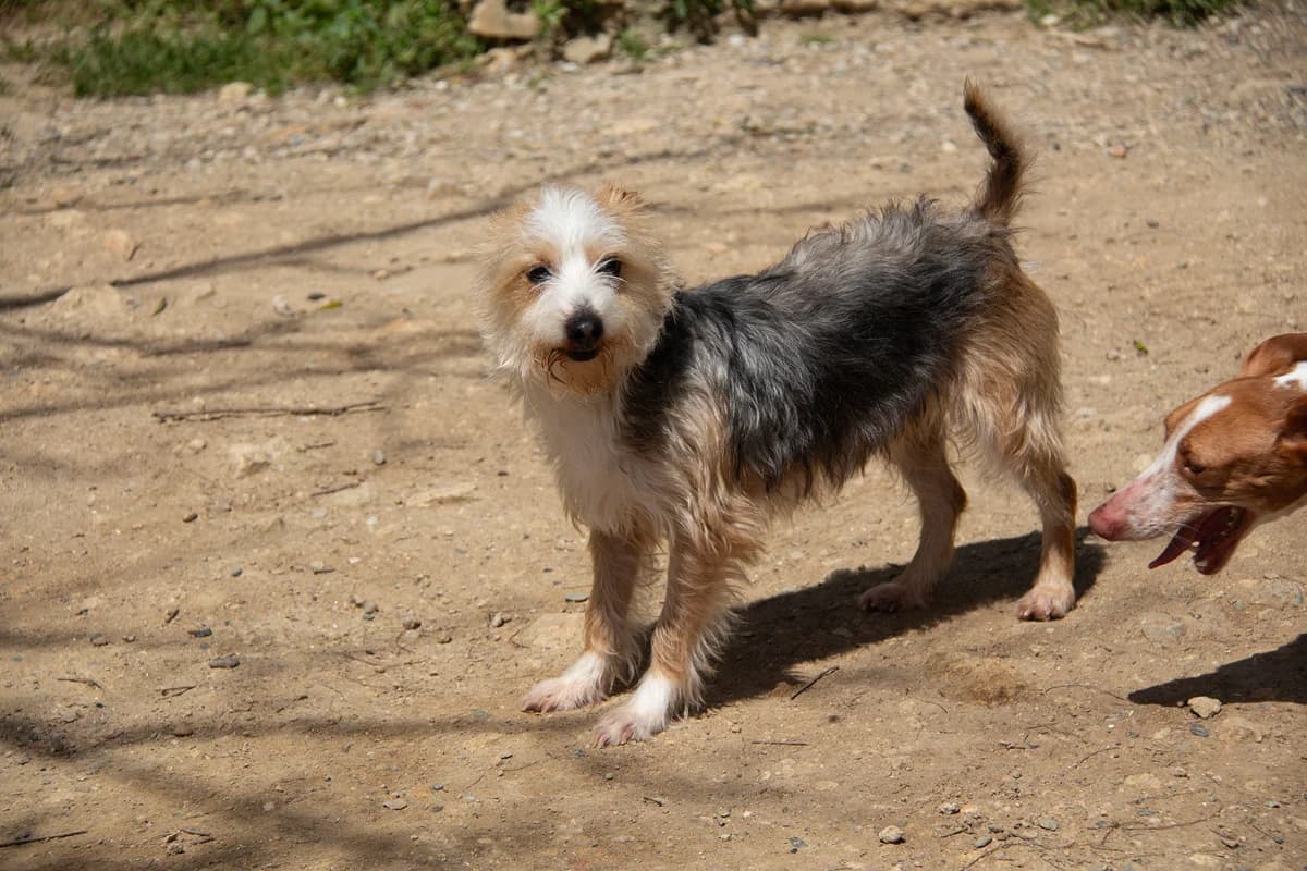 Noah, male Mixed Breed for adoption at Melampo, Melampo — photo 4 of 16