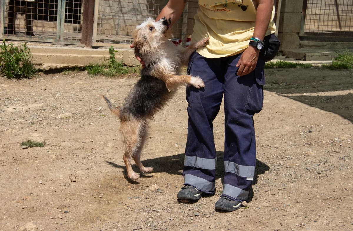 Noah, male Mixed Breed for adoption at Melampo, Melampo — photo 5 of 16