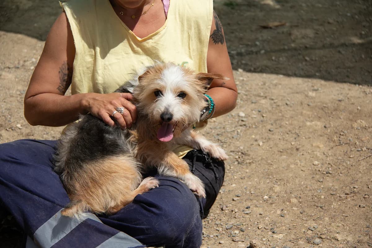 Noah, male Mixed Breed for adoption at Melampo, Melampo — photo 6 of 16