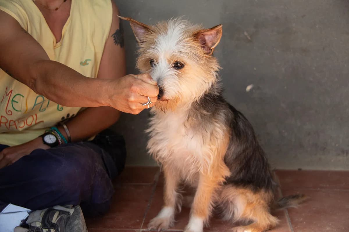 Noah, male Mixed Breed for adoption at Melampo, Melampo — photo 7 of 16