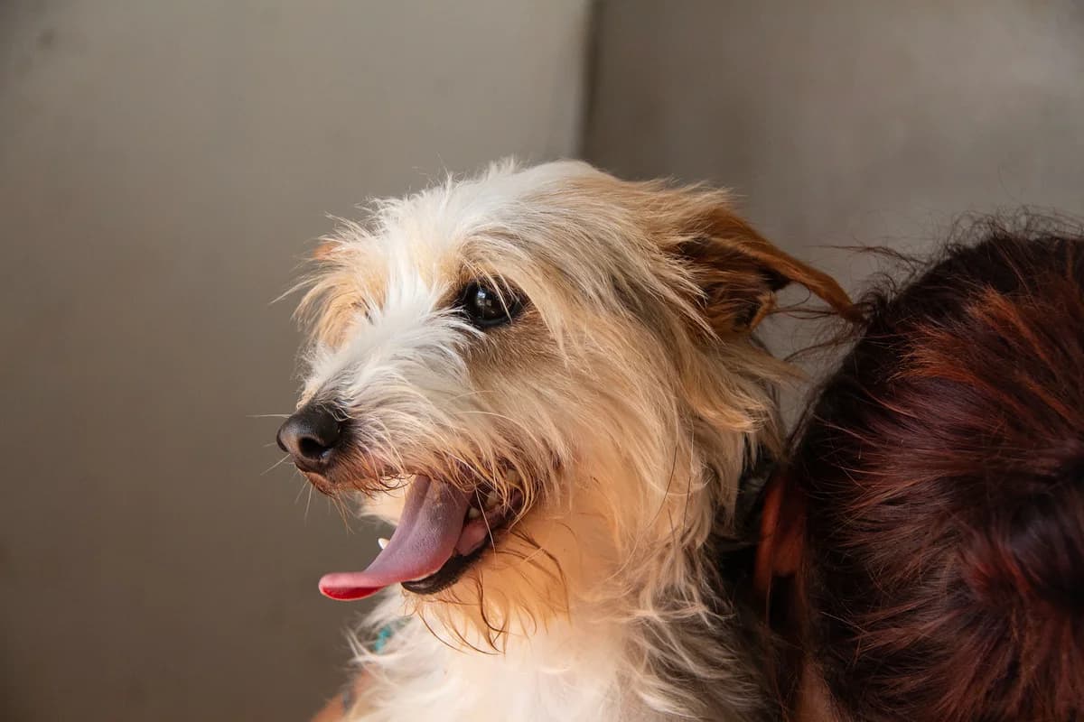 Noah, male Mixed Breed for adoption at Melampo, Melampo — photo 8 of 16