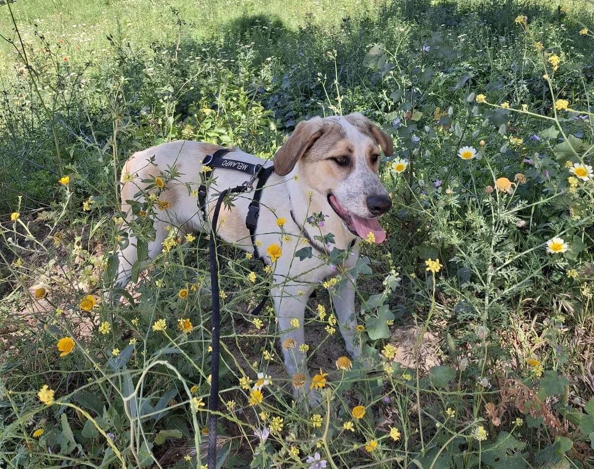 Paros, male Mixed Breed for adoption at Melampo, Melampo photo 2