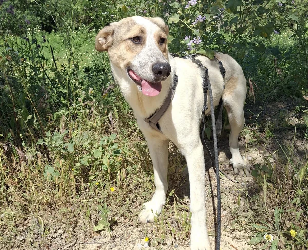 Paros, male Mixed Breed for adoption at Melampo, Melampo photo 3