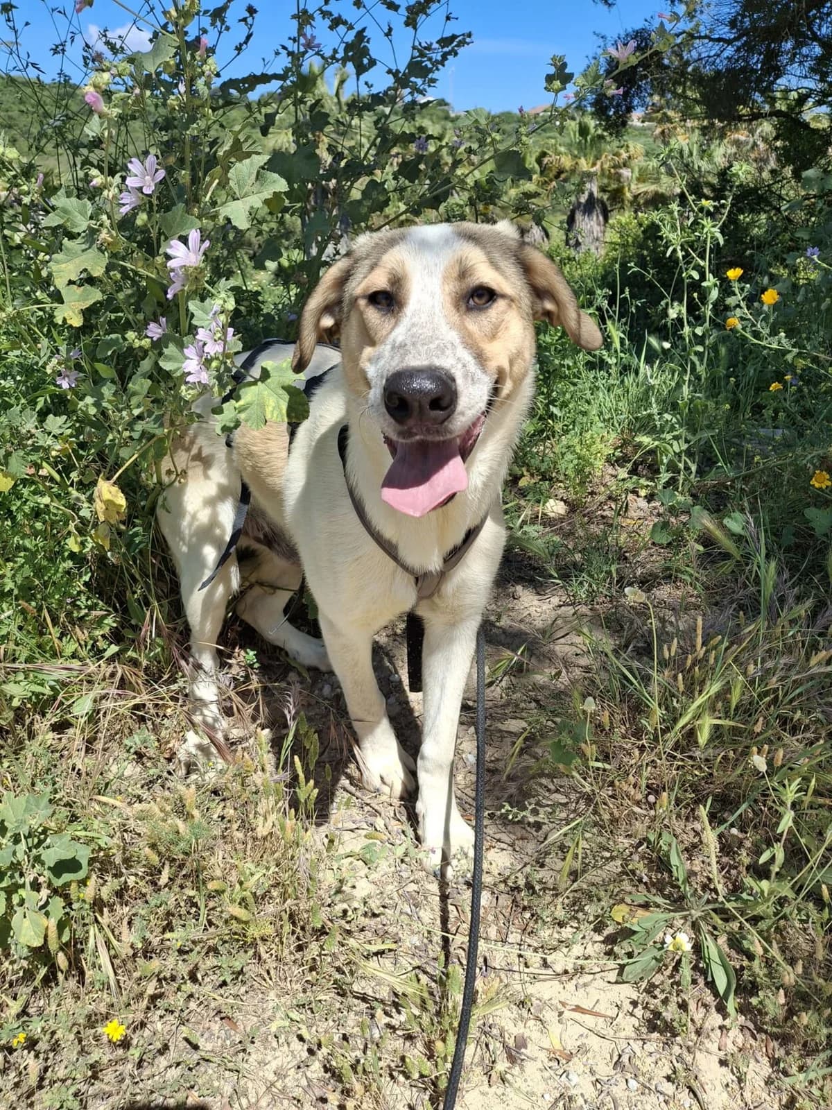 Paros, male Mixed Breed for adoption at Melampo, Melampo photo 4