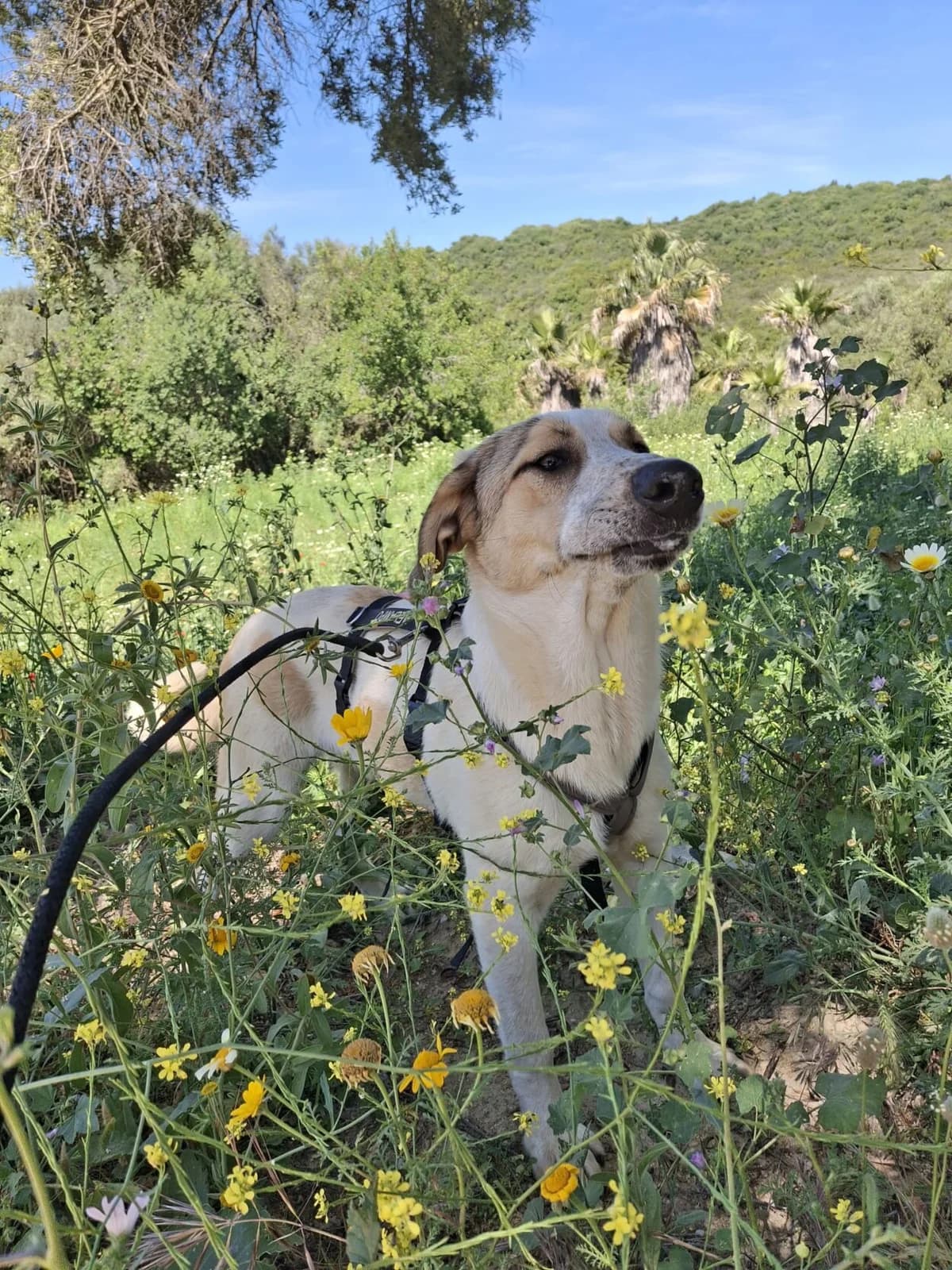 Paros, male Mixed Breed for adoption at Melampo, Melampo photo 5