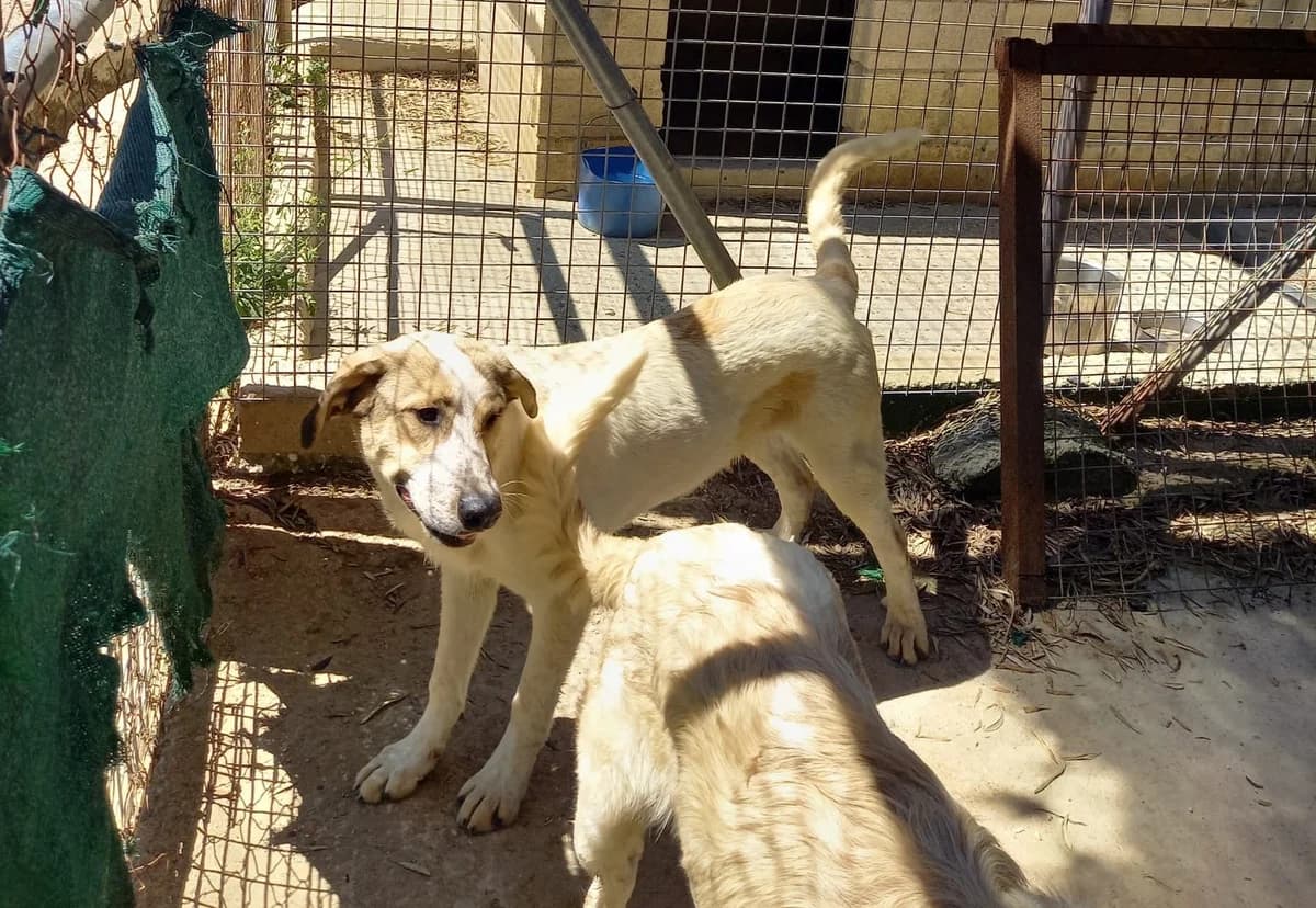 Paros, male Mixed Breed for adoption at Melampo, Melampo photo 6