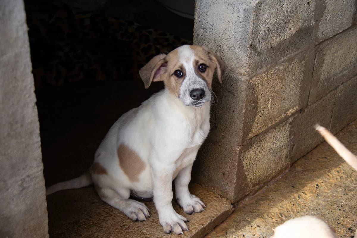 Paros, male Mixed Breed for adoption at Melampo, Melampo photo 8