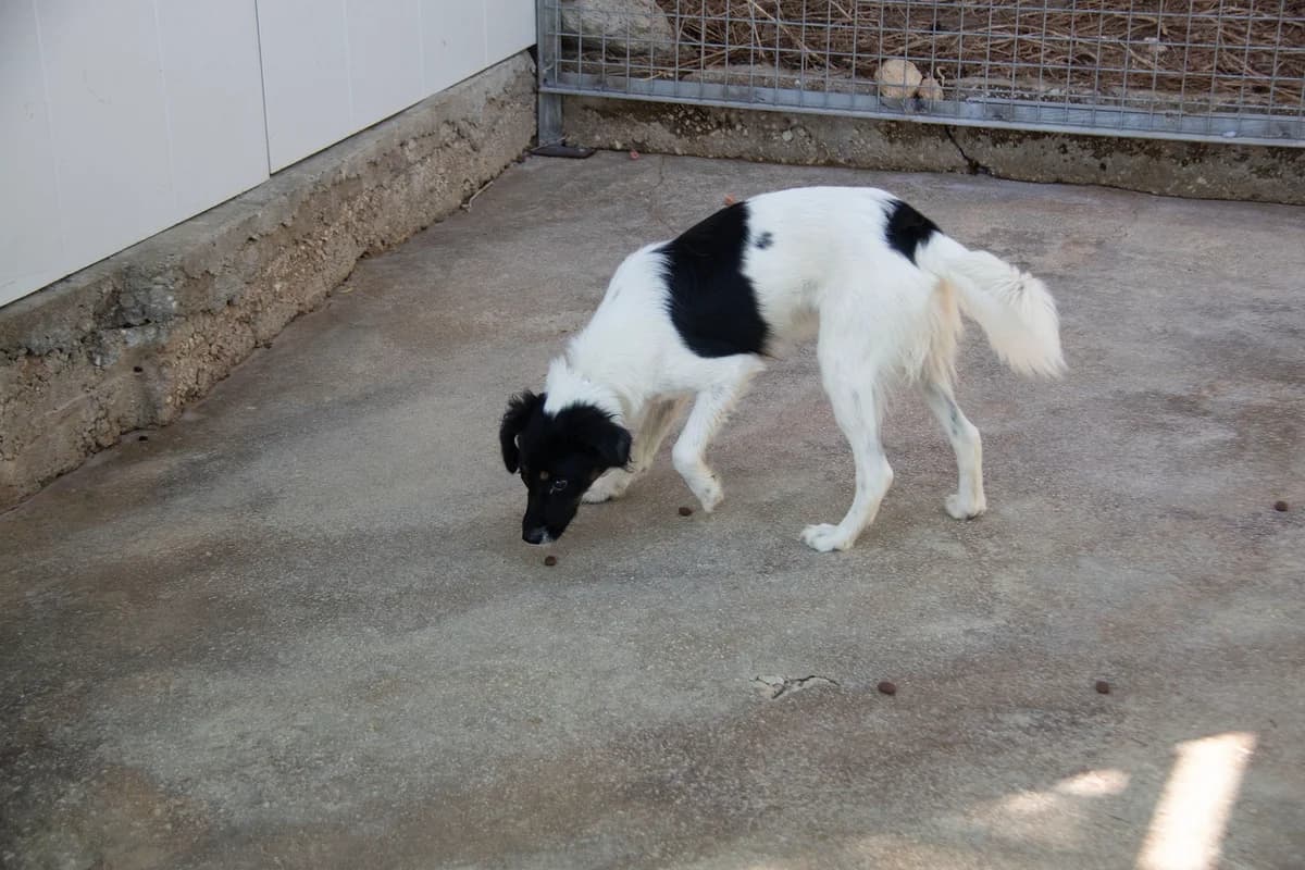 Perla, female puppy Mixed Breed for adoption at Melampo, Melampo