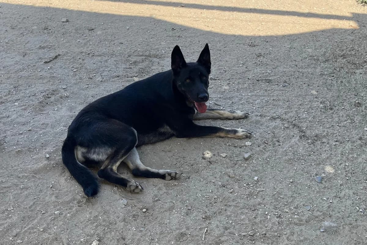 Pipa, female Mixed Breed for adoption at Melampo, Melampo photo 2