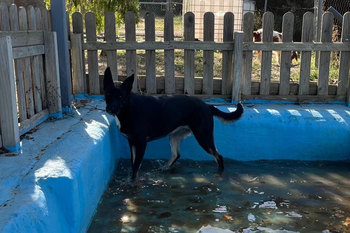 Pipa, female Mixed Breed for adoption at Melampo, Melampo photo 4