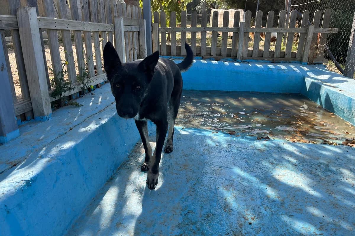 Pipa, female Mixed Breed for adoption at Melampo, Melampo photo 5