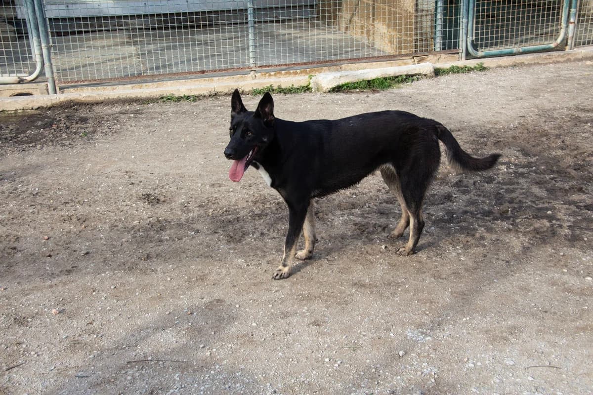 Pipa, female Mixed Breed for adoption at Melampo, Melampo photo 6