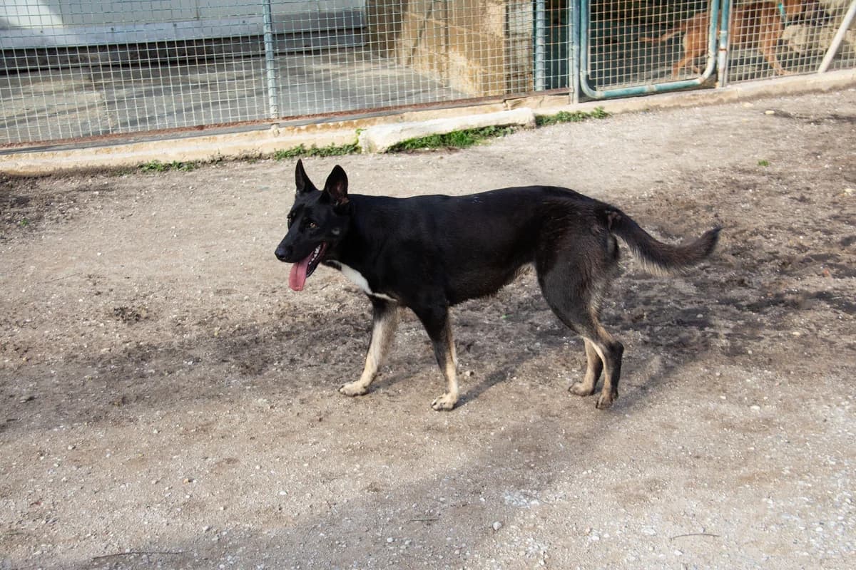 Pipa, female Mixed Breed for adoption at Melampo, Melampo photo 7