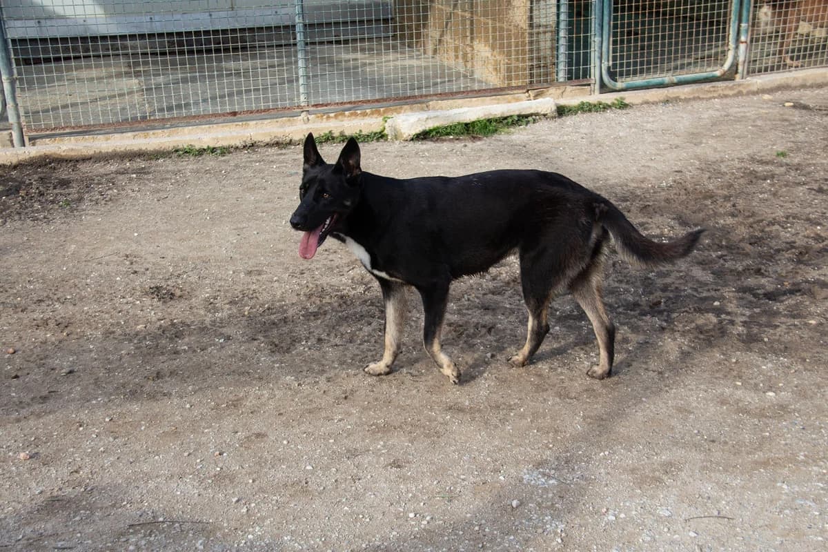 Pipa, female Mixed Breed for adoption at Melampo, Melampo photo 8