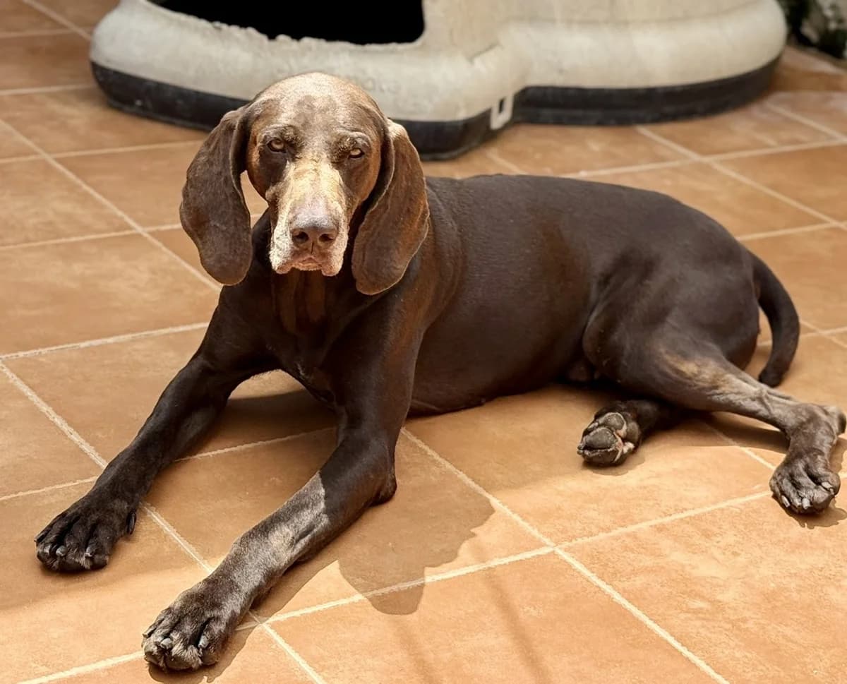 Porto, male senior Mixed Breed for adoption at Melampo, Melampo