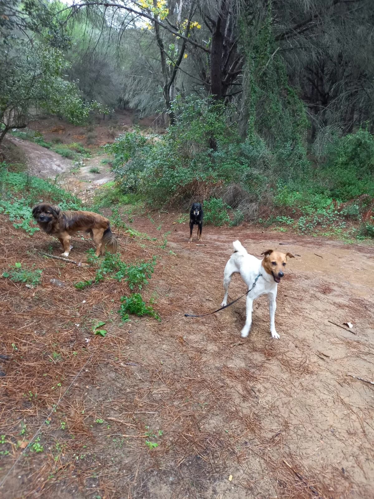 Raton, male mixed breed for adoption at Melampo, Melampo photo 3
