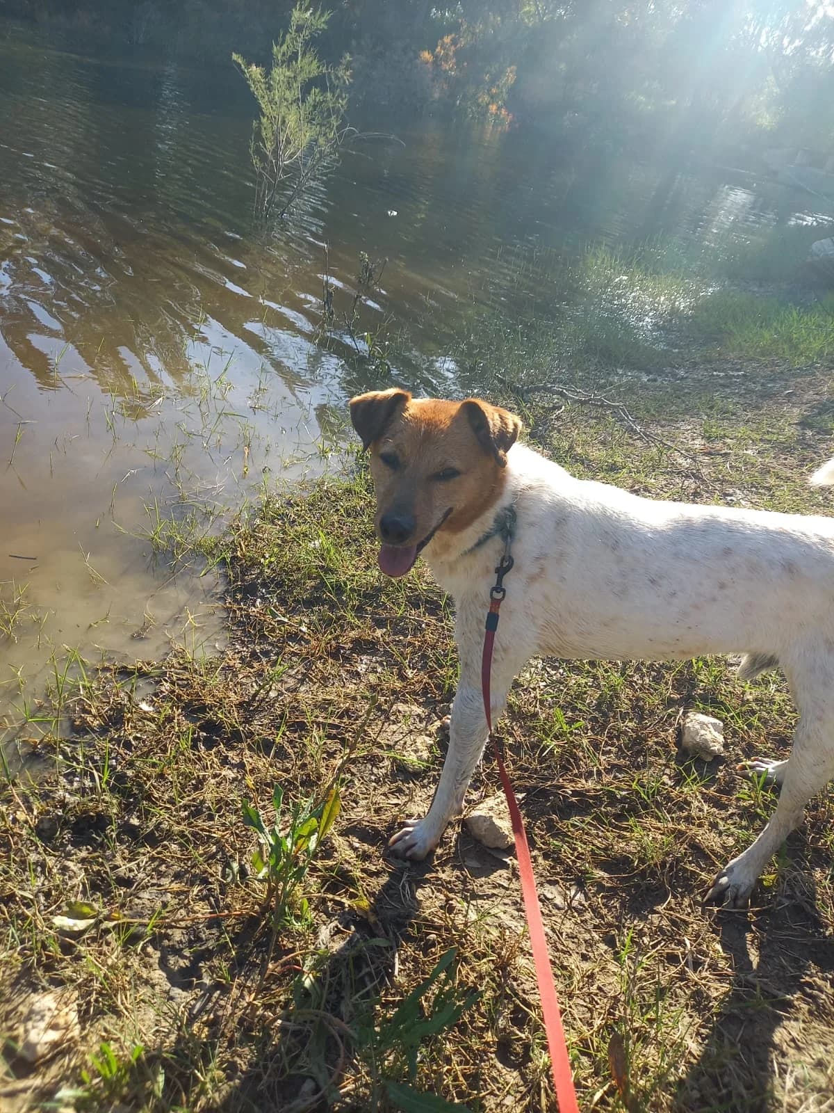 Raton, male mixed breed for adoption at Melampo, Melampo photo 4