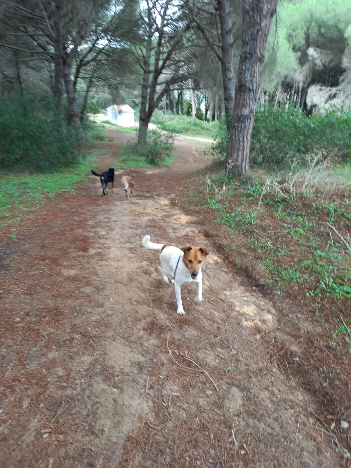 Raton, male mixed breed for adoption at Melampo, Melampo photo 5