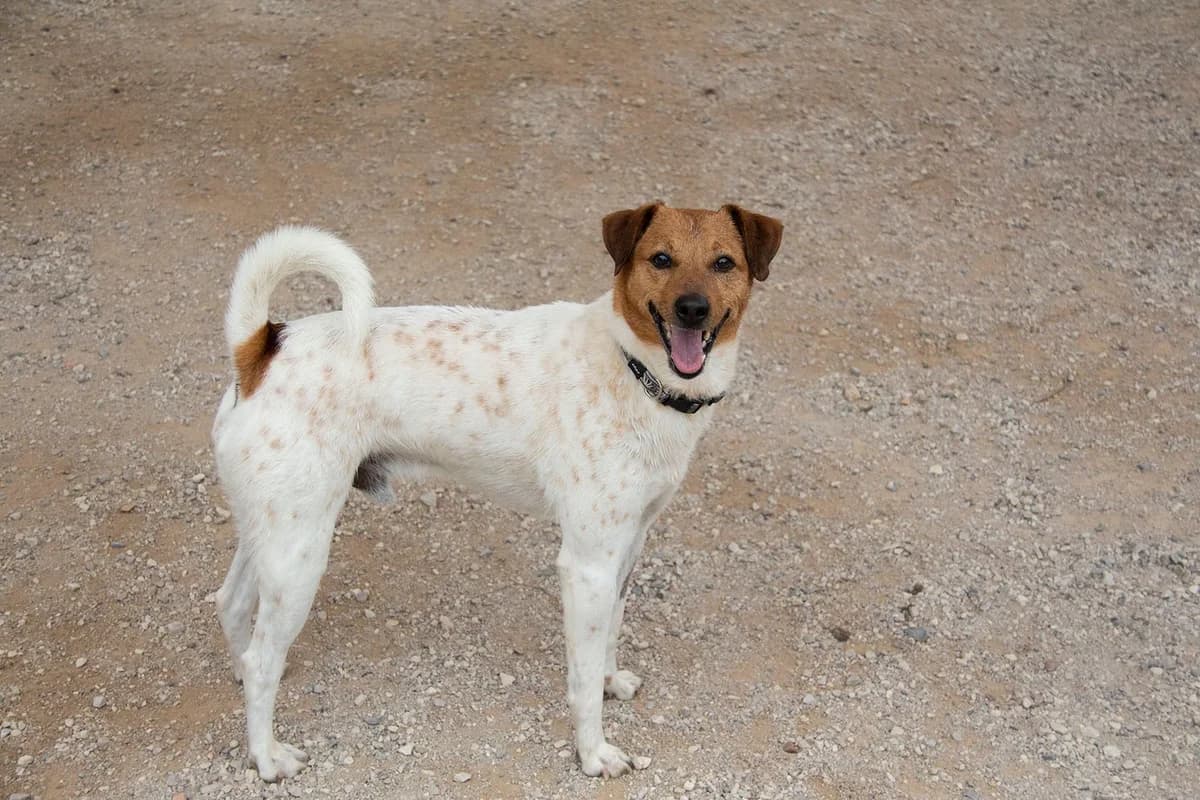 Raton, male mixed breed for adoption at Melampo, Melampo photo 6