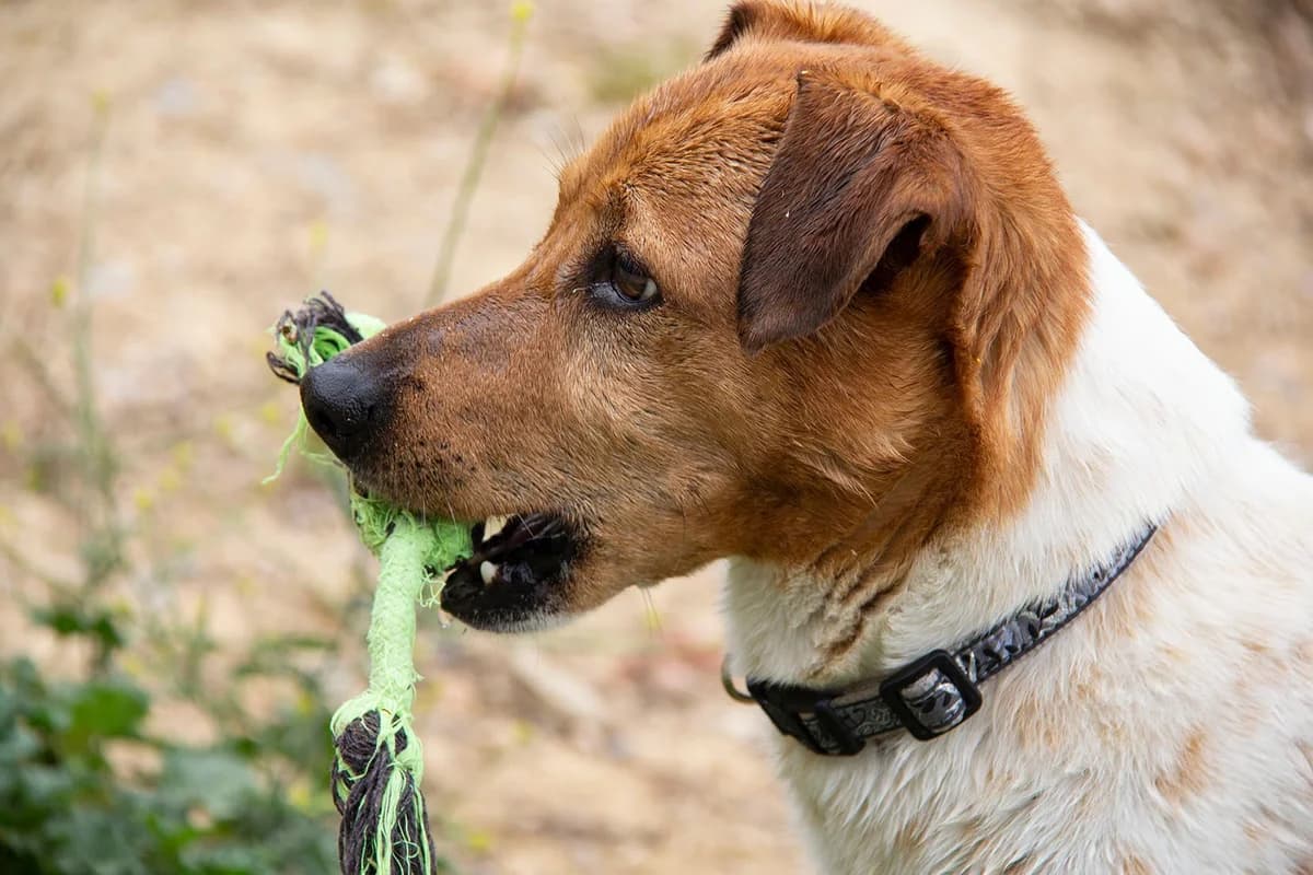 Raton, male mixed breed for adoption at Melampo, Melampo photo 7
