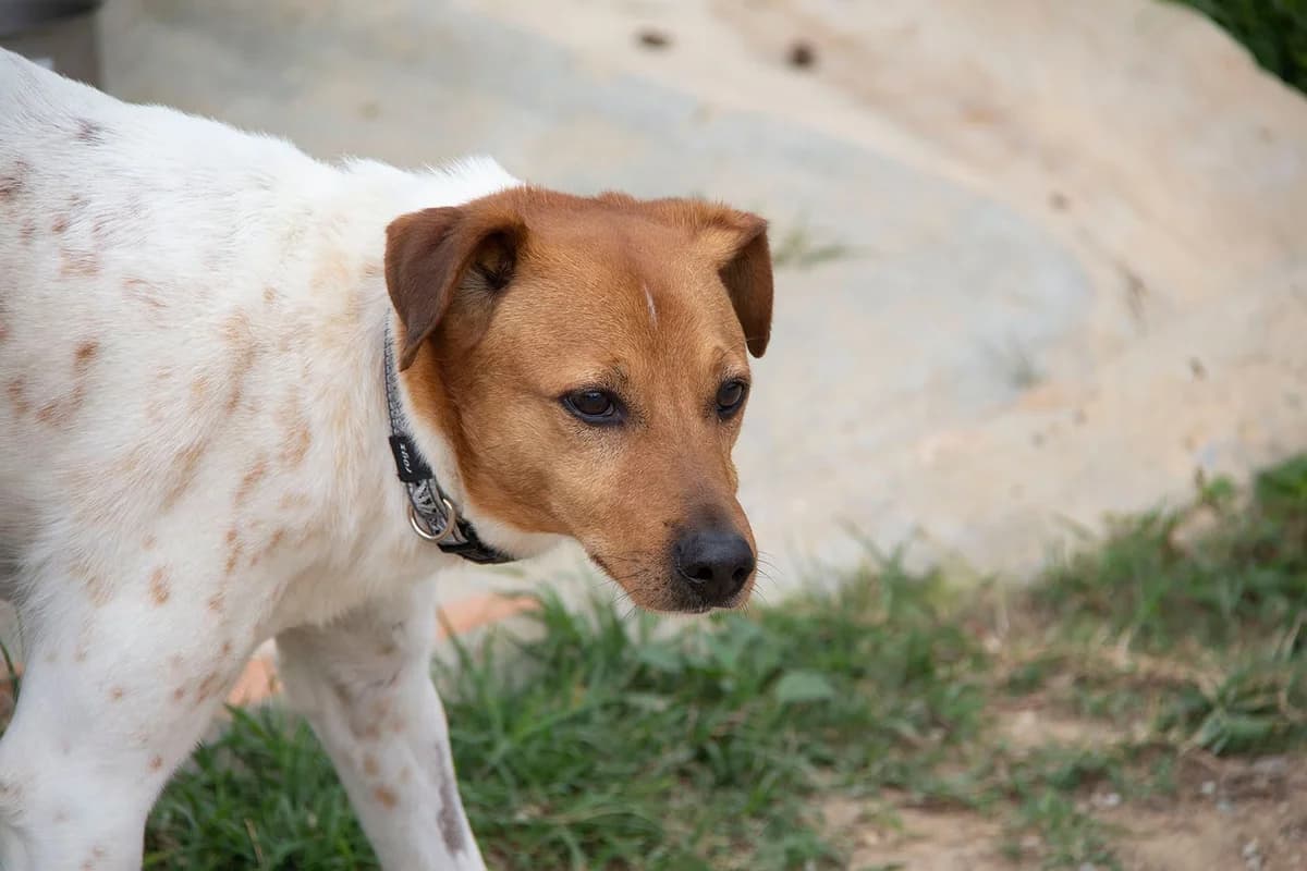 Raton, male mixed breed for adoption at Melampo, Melampo photo 8