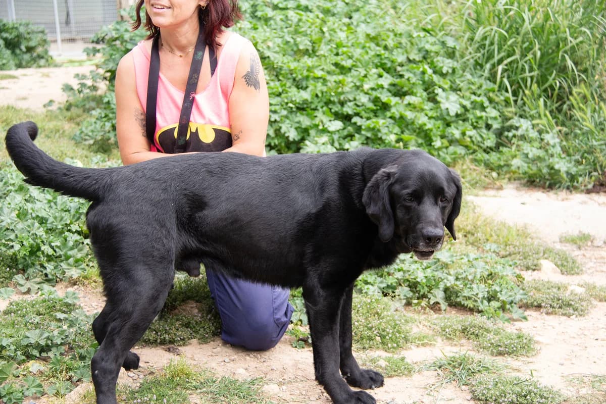 Rex, male senior Labrador Retriever for adoption at Melampo, Melampo