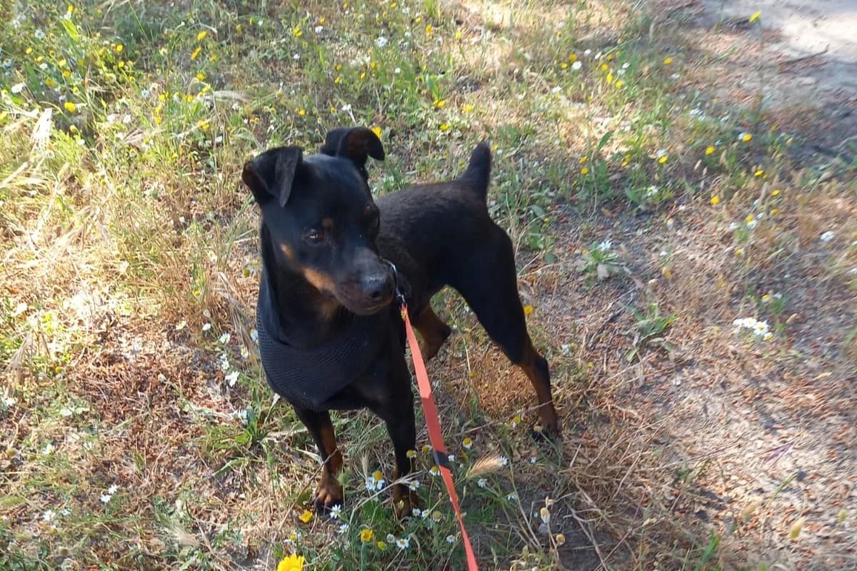 Rosmon, male mixed breed for adoption at Melampo, Melampo photo 2